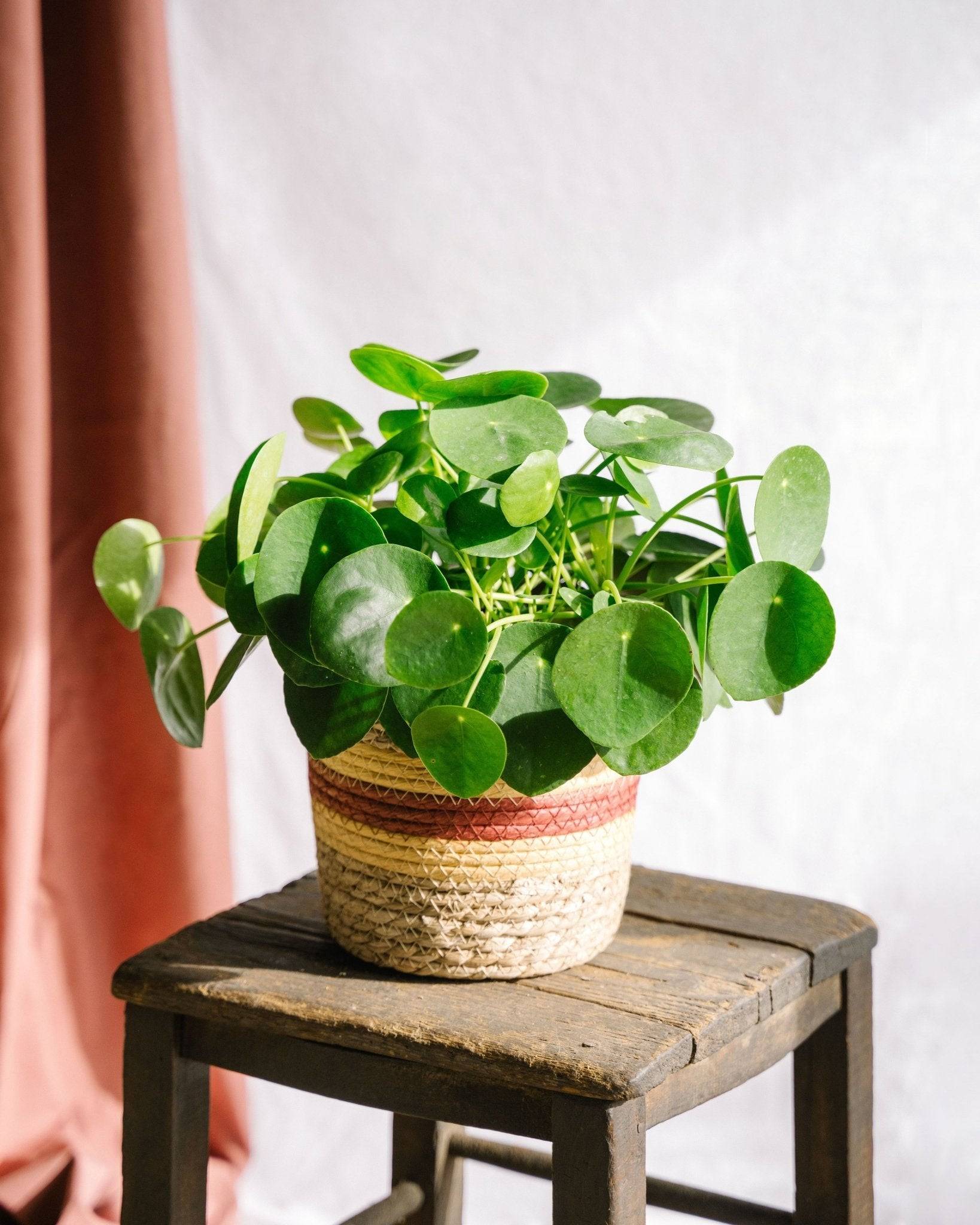 Pilea Peperomioides 30cm - Plante d'intérieur- La Green Touch - Image 2