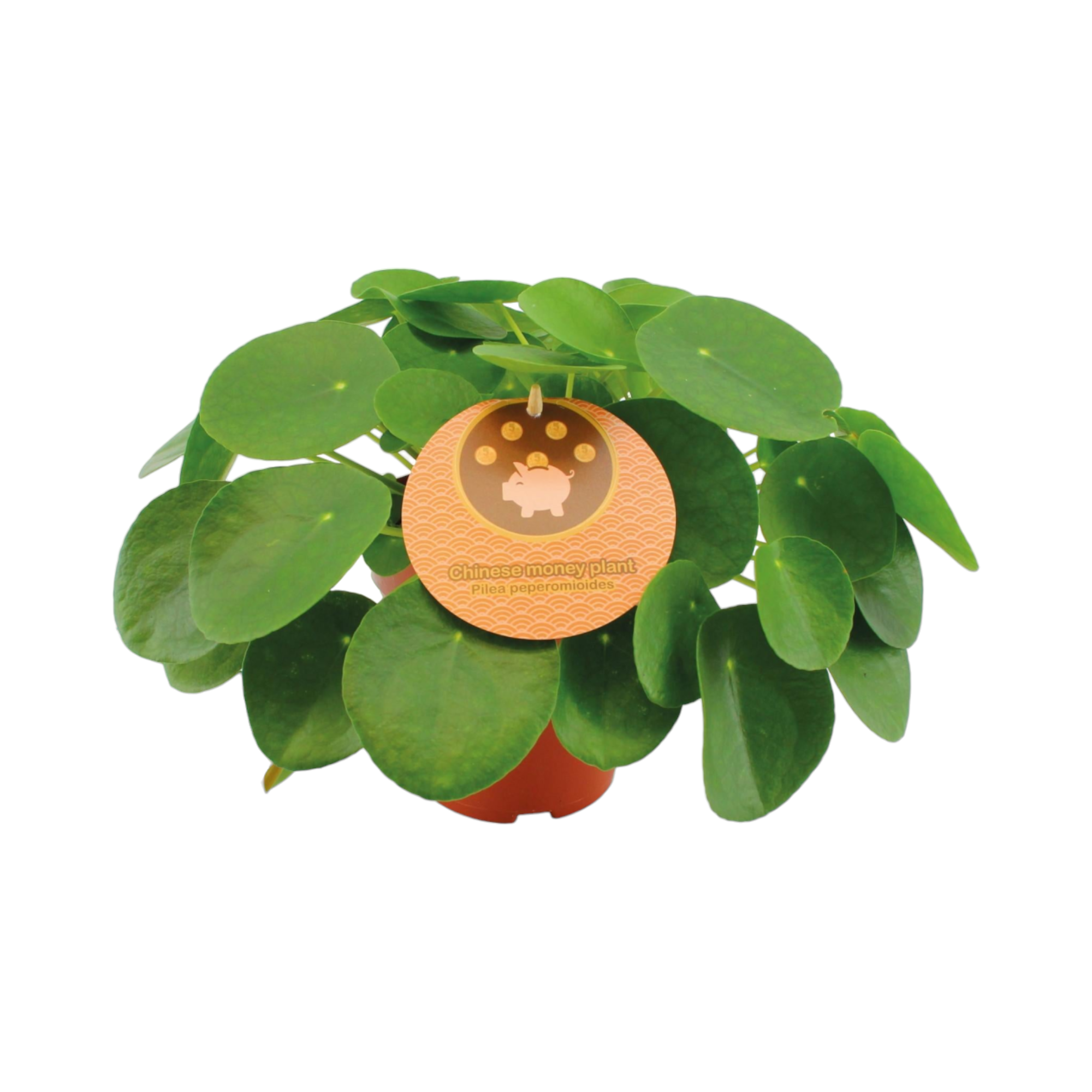 Pilea Peperomioides 30cm - Plante d'intérieur- La Green Touch