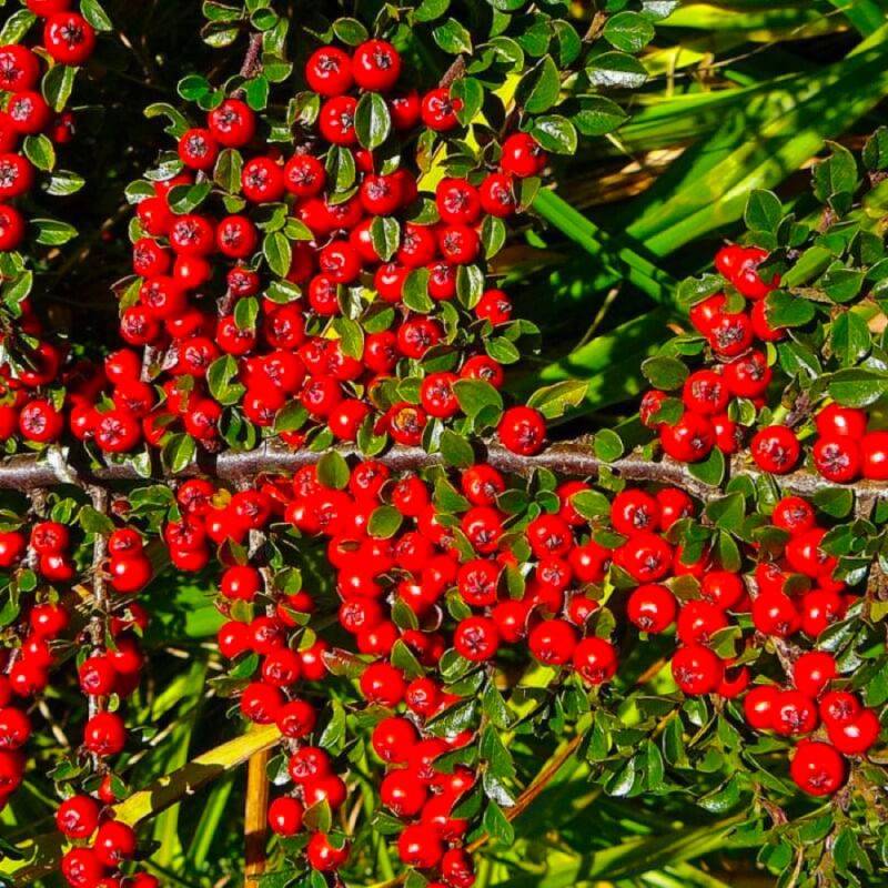 Cotoneaster de Dammer 'Skogholm' (Cotoneaster dammeri 'Skogholm') - Godet - Taille 15/30cm - Pépinières Naudet