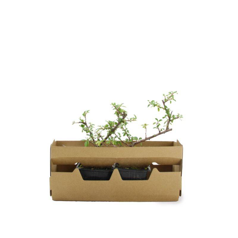 Cotoneaster de Dammer 'Skogholm' (Cotoneaster dammeri 'Skogholm') - Godet - Taille 15/30cm - Pépinières Naudet - Imagen 4