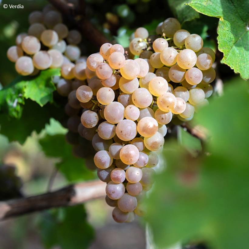Promesse de Fleurs - Vigne Nathy-Sauvignac Vign'Happy Fruitality Pot de 3L/4L