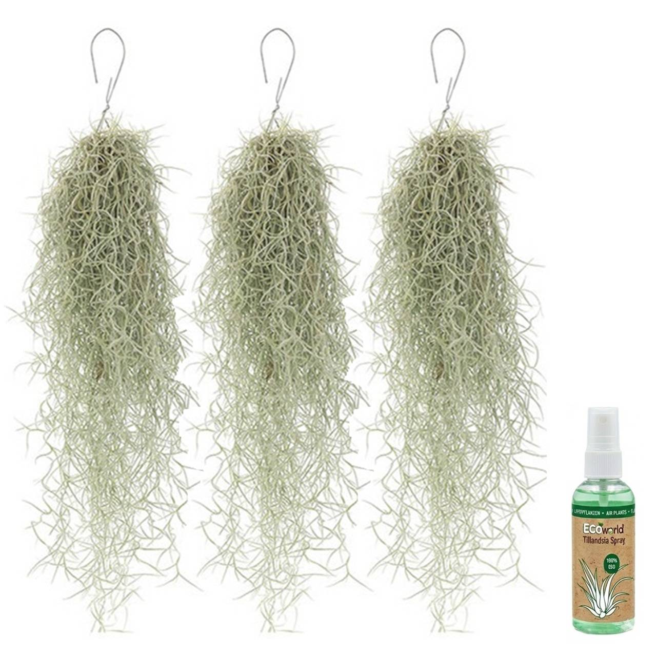 Tillandsia Mousse Espagnole 3 pièces - Plante Aérienne Décorative - Image 1
