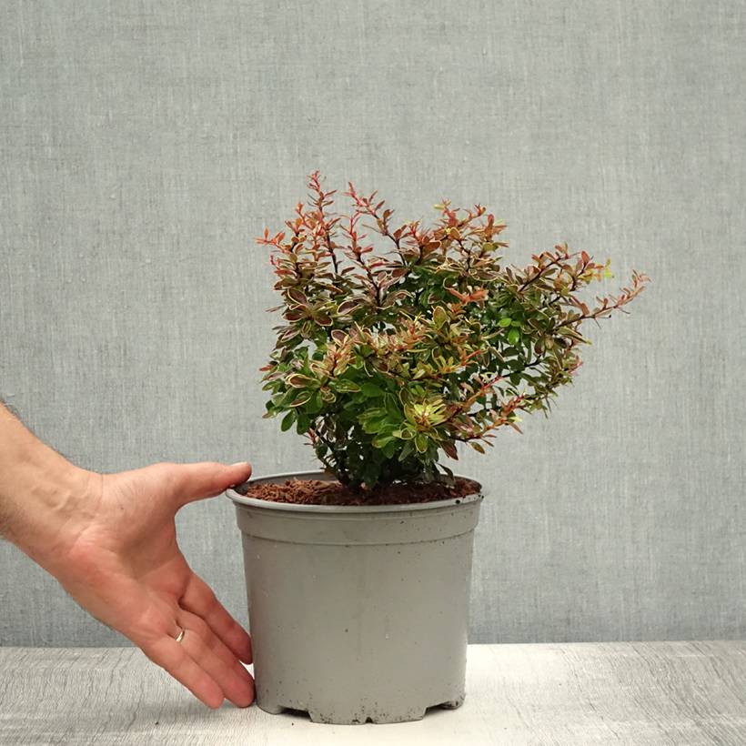 Berberis thunbergii Admiration Pot de 2L/3L - Image 2