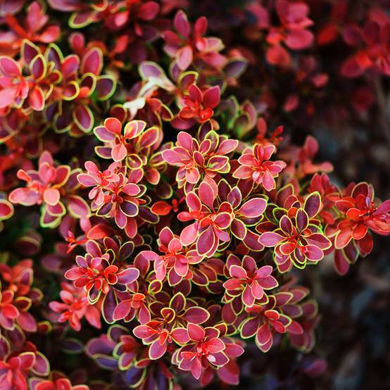 Berberis thunbergii Admiration Pot de 2L/3L - Image 1