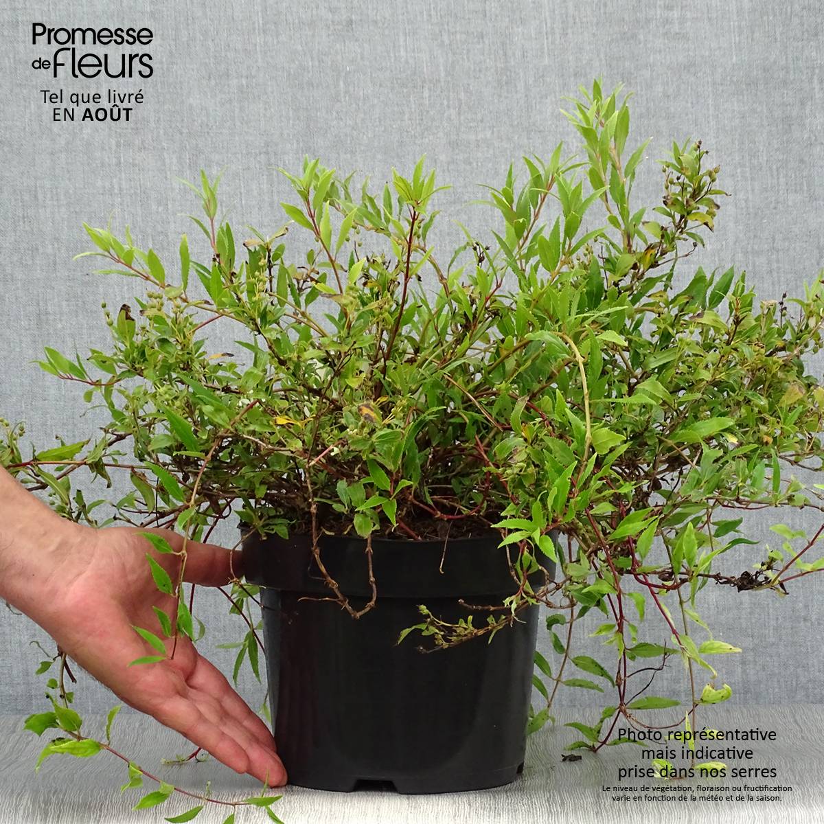 Deutzia gracilis Nikko Pot de 2L/3L - Image 2