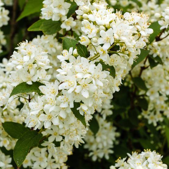 Deutzia gracilis Nikko Pot de 2L/3L - Image 1
