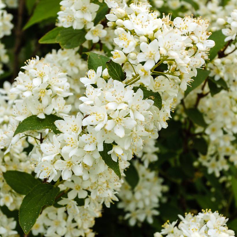 Deutzia gracilis Nikko Pot de 2L/3L - Image 1
