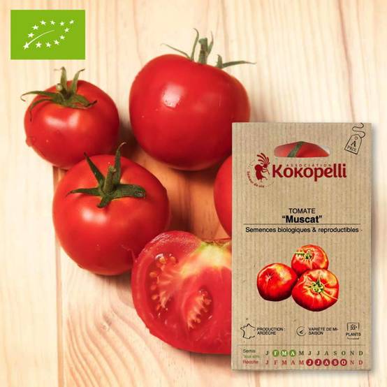 Tomate Muscat- Graines bio à semer - Image 1