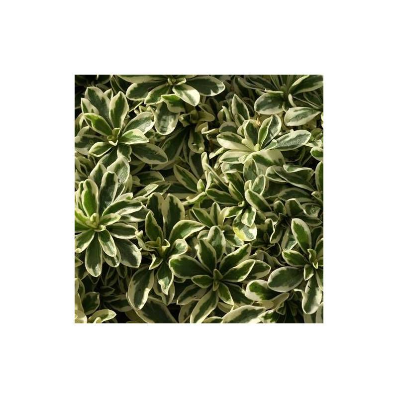 Corbeille d'argent panachée à fleurs Blanche - feuillage Persistant - Godet - 5/20 cm- hauteur à maturité De 0,15 m à 0,50 m - Image 1