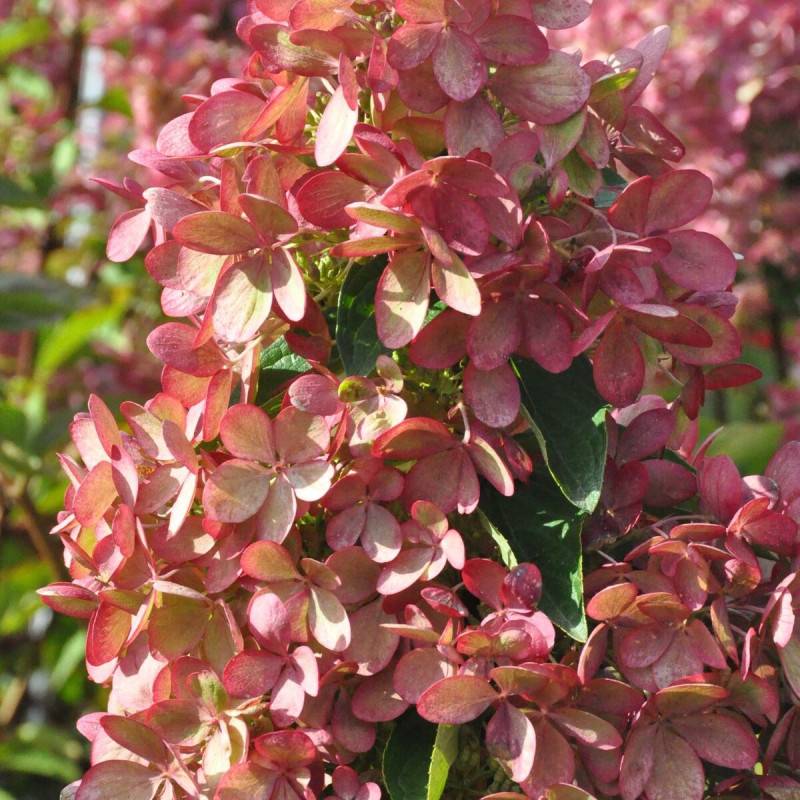 Hortensia paniculata Pastelgreen® 'Rencolor', Hydrangea paniculata à fleurs Rose - feuillage Caduc - Pot de 1,5L - 10/20 cm-  hauteur à maturité De 1, - Imagen 8