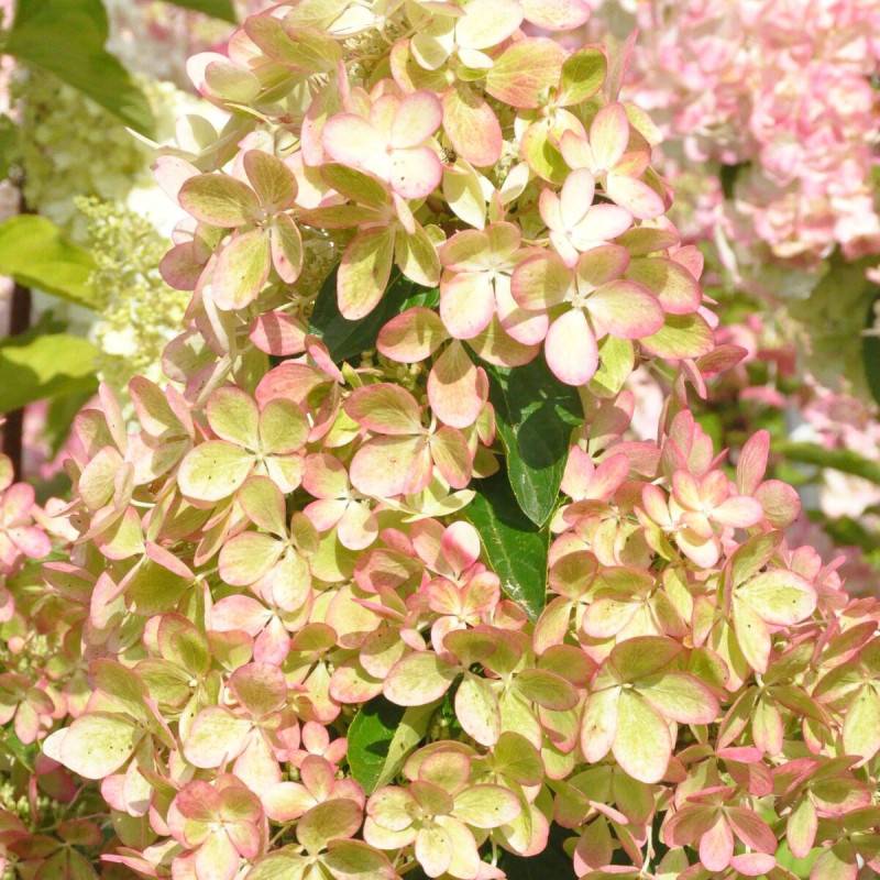 Hortensia paniculata Pastelgreen® 'Rencolor', Hydrangea paniculata à fleurs Rose - feuillage Caduc - Pot de 1,5L - 10/20 cm-  hauteur à maturité De 1, - Imagen 6