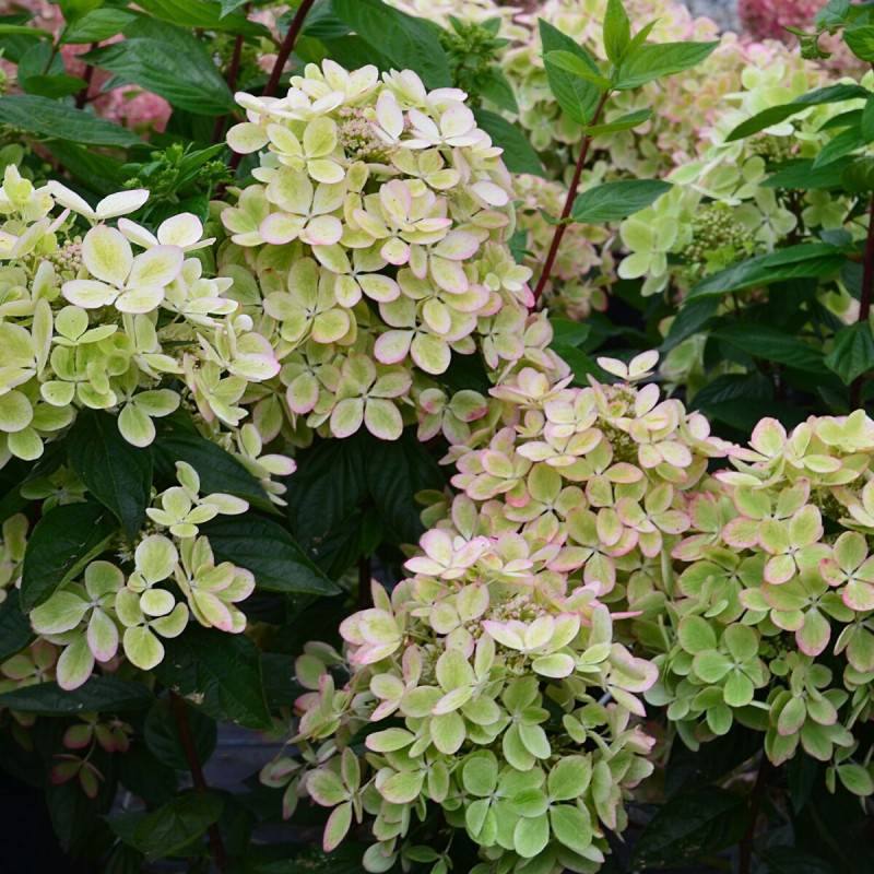 Hortensia paniculata Pastelgreen® 'Rencolor', Hydrangea paniculata à fleurs Rose - feuillage Caduc - Pot de 1,5L - 10/20 cm-  hauteur à maturité De 1, - Imagen 1