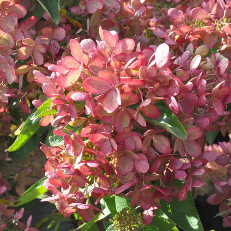 Hortensia paniculata Pastelgreen® 'Rencolor', Hydrangea paniculata à fleurs Rose - feuillage Caduc - Pot de 1,5L - 10/20 cm-  hauteur à maturité De 1, - Imagen 7