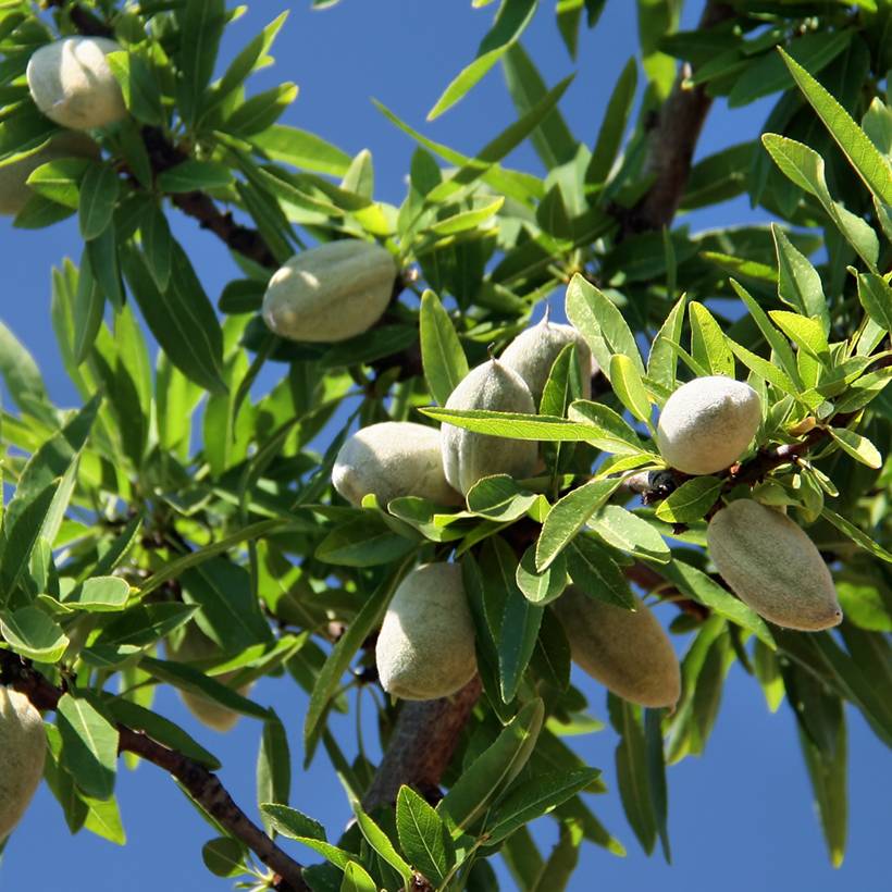 Promesse de Fleurs - Amandier Aï Bio - Prunus dulcis Grandes Racines nues, Scion