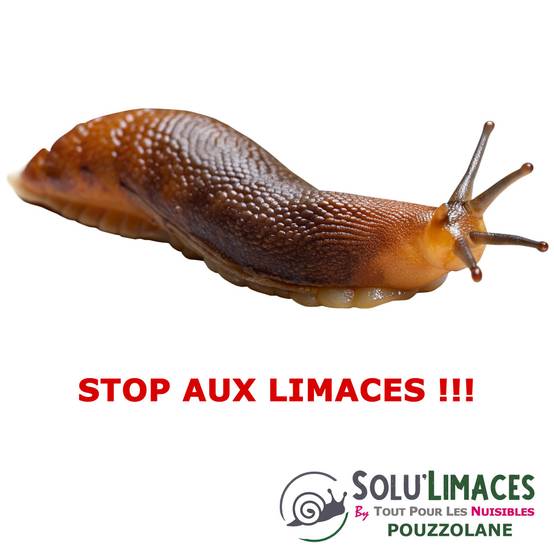 SOLU'LIMACES - POUZZOLANE 1 kg - Barrière Anti Limaces, Escargots et autres gasteropodes - Roche Volcanique 1 à 3 mm - Image 4