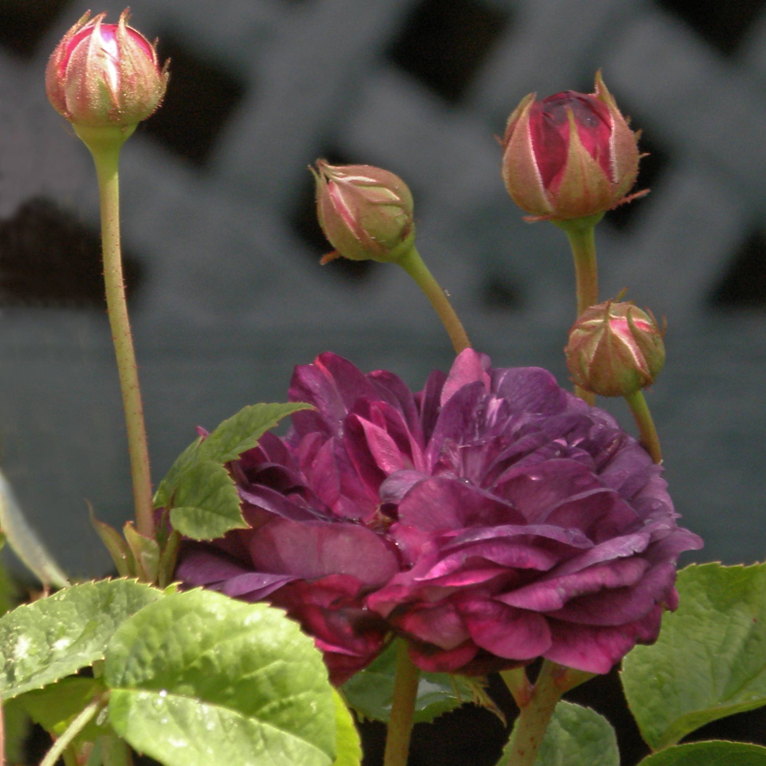 Promesse de Fleurs - Rosier ancien Cardinal de Richelieu Racines nues en motte