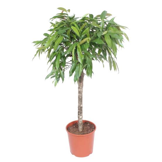 Ficus Amstel King - D30 H130cm