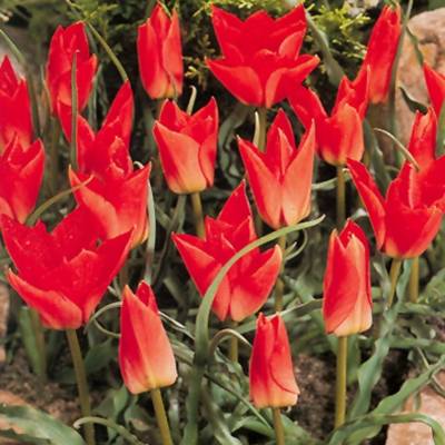 Promesse de Fleurs - Tulipe botanique batalinii Red Gem Bulbe calibre 6+ (par 10)