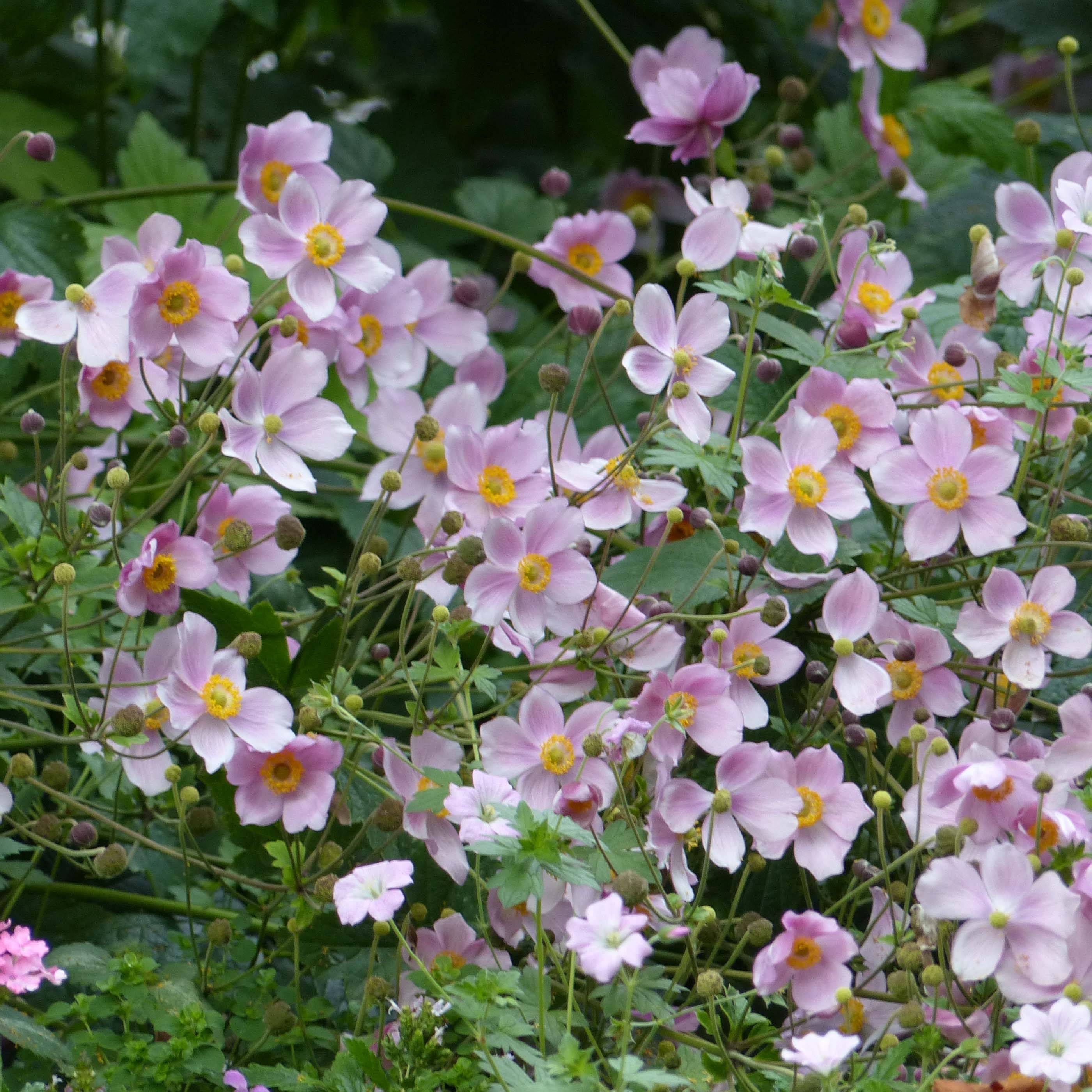 Promesse de Fleurs - Anémone japonaise September Charm - Anemone hupehensis Godet de 8/9 cm