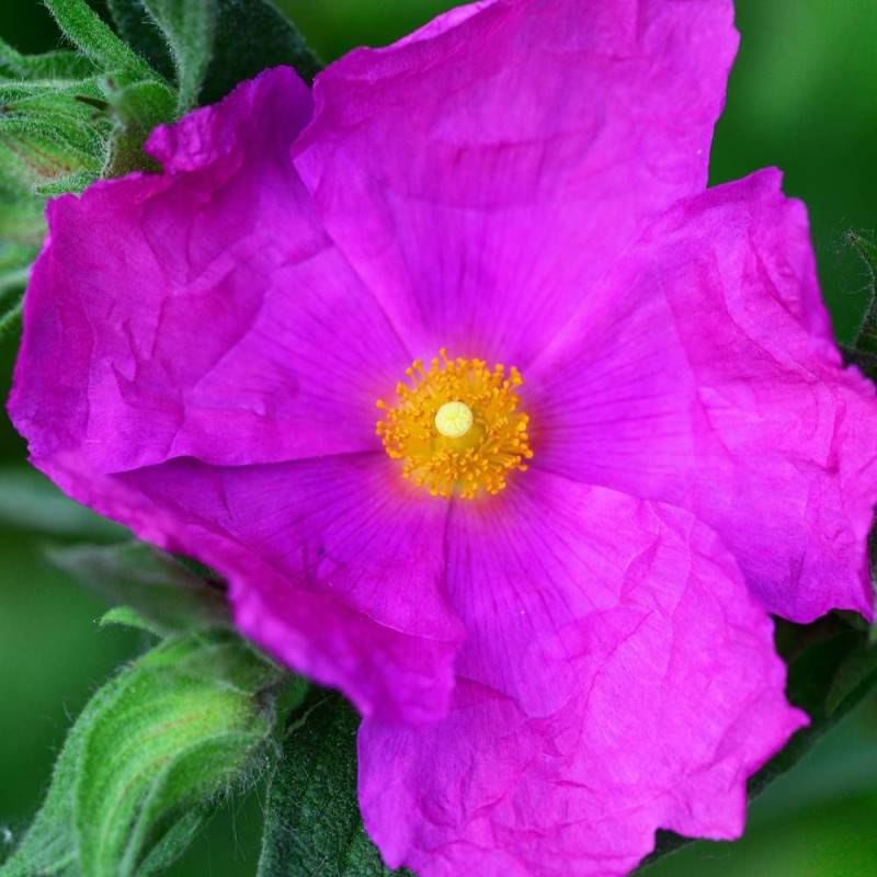 Ciste pourpre, Cistus à fleurs Rose - feuillage Persistant - Pot de 3L - 20/40 cm-  hauteur à maturité De 0,50 m à 1,00 m - Image 6
