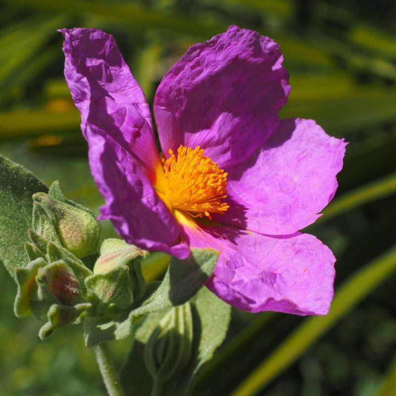 Ciste pourpre, Cistus à fleurs Rose - feuillage Persistant - Pot de 3L - 20/40 cm-  hauteur à maturité De 0,50 m à 1,00 m - Image 3