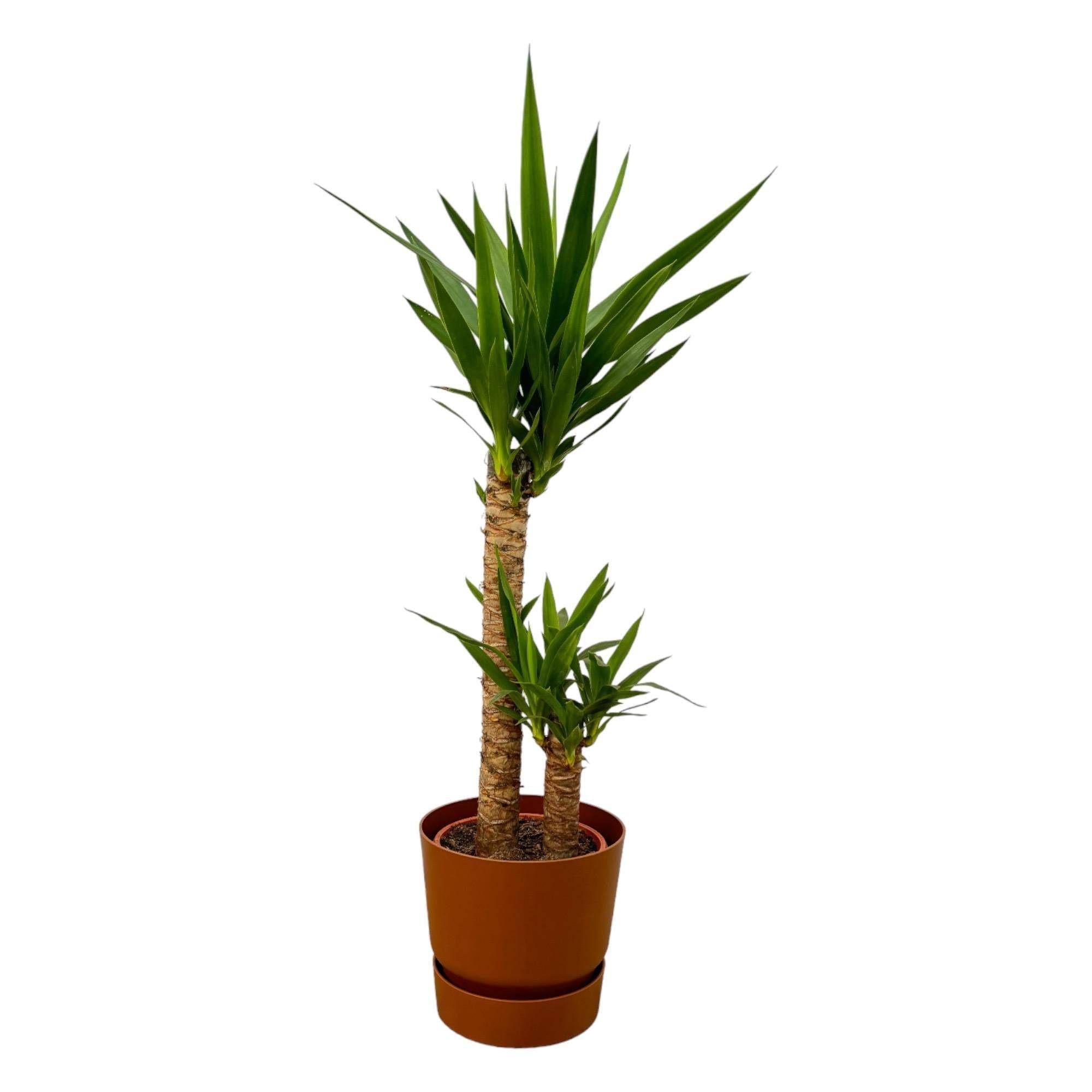 La Green Touch - Yucca et son pot- La Green Touch Marron + Reservoir - Hauteur 100cm