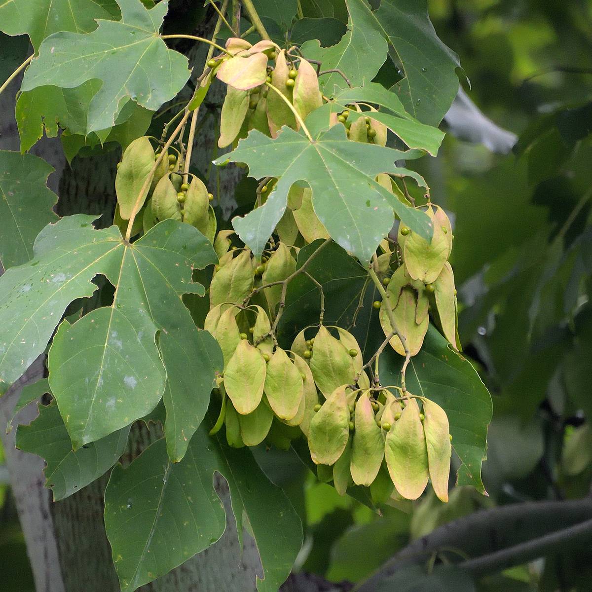 Firmiana simplex - Parasol chinois, Sterculier à feuilles de platane Pot de 3L/4L - Imagen 1