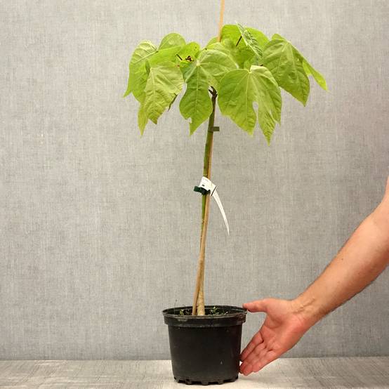 Firmiana simplex - Parasol chinois, Sterculier à feuilles de platane Pot de 3L/4L - Image 2