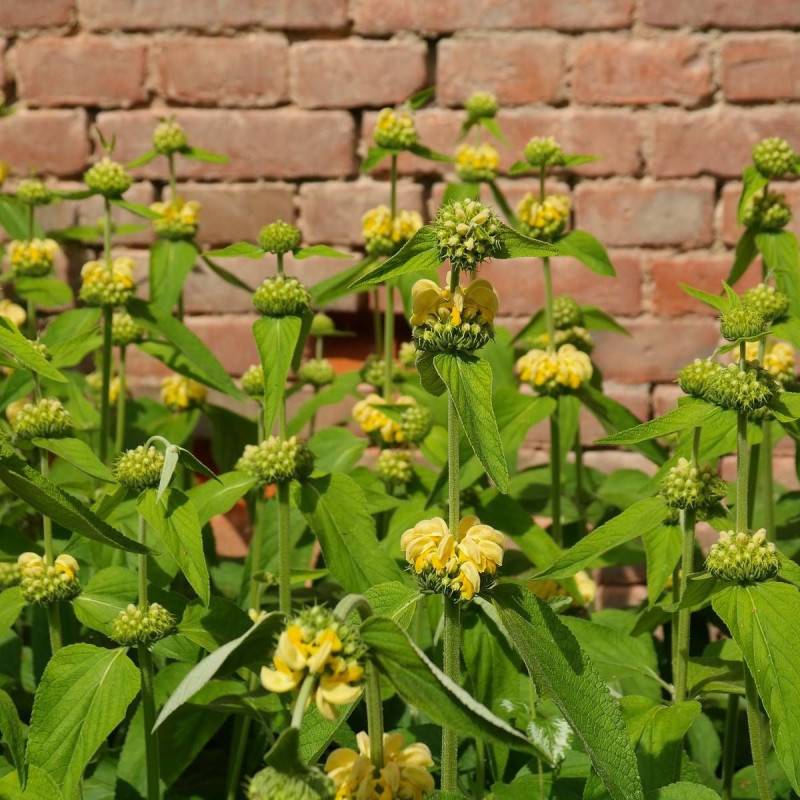 Sauge de Jérusalem à fleurs Jaune - feuillage Persistant - Godet - 5/20 cm-  hauteur à maturité De 1,00 m à 1,50 m - Image 1