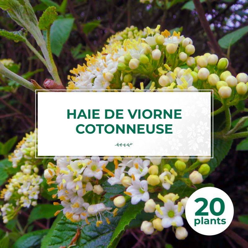 20 Viornes Cotonneuse (Viburnum Lantana) - Haie de Viorne Cotonneuse - - Pépinières Naudet - Image 1
