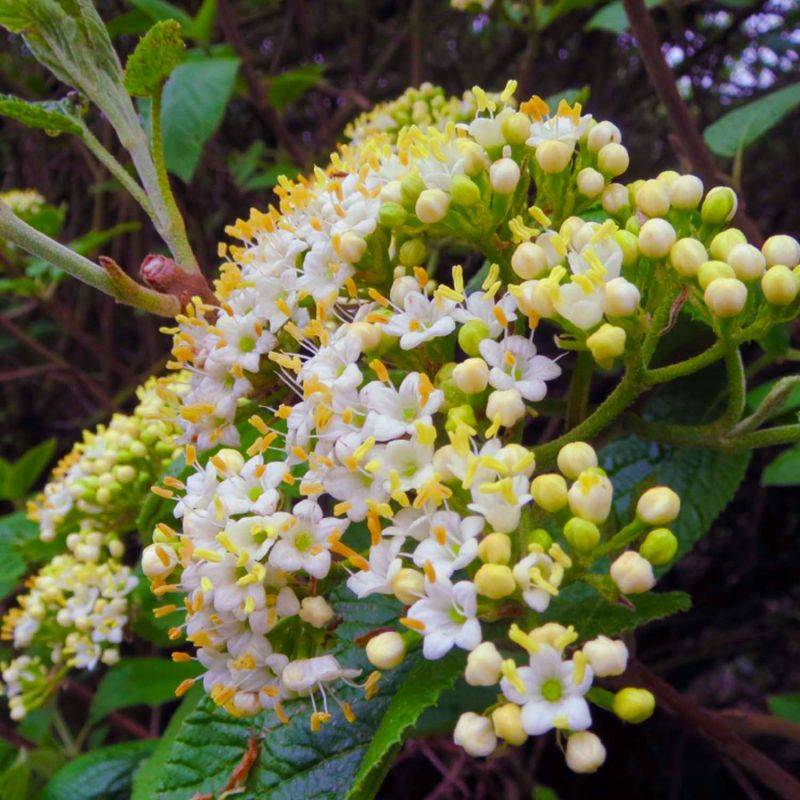 20 Viornes Cotonneuse (Viburnum Lantana) - Haie de Viorne Cotonneuse -  - Pépinières Naudet - Imagen 2