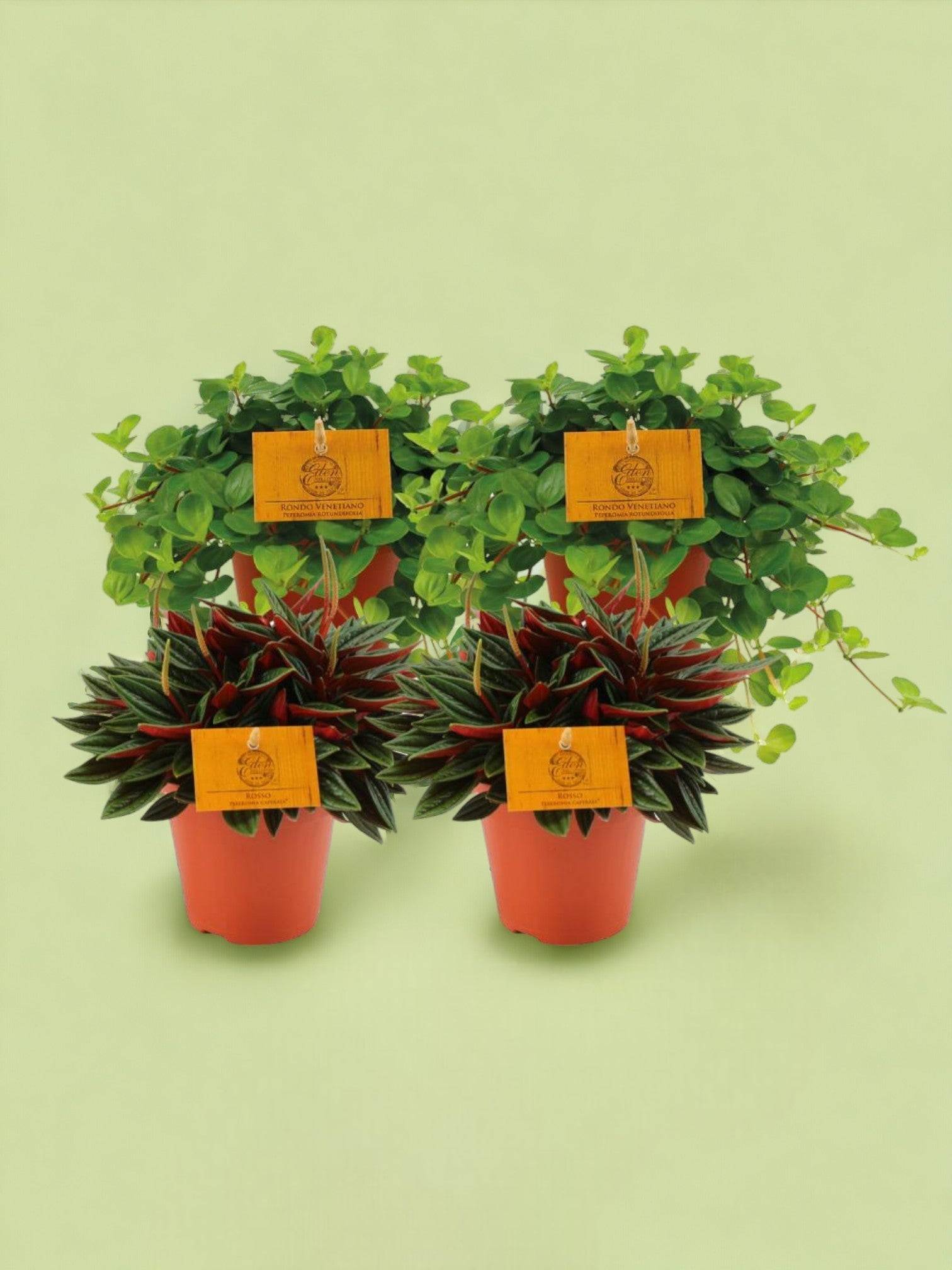 Box - Peperomia lovers x 4 20cm - Plante d'intérieur- La Green Touch - Image 2