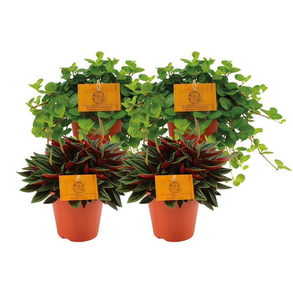 Box - Peperomia lovers x 4 20cm - Plante d'intérieur- La Green Touch
