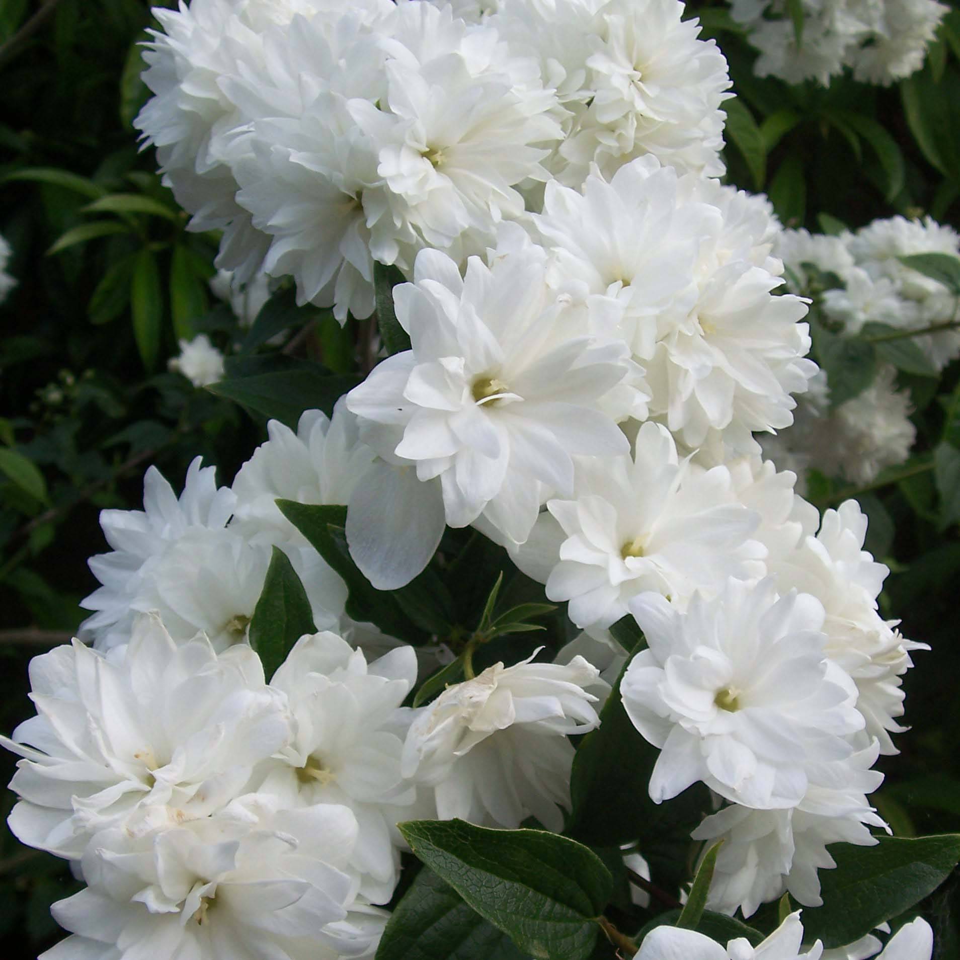 Promesse de Fleurs - Seringat - Philadelphus Frosty Morn Pot de 3L/4L - Image 1