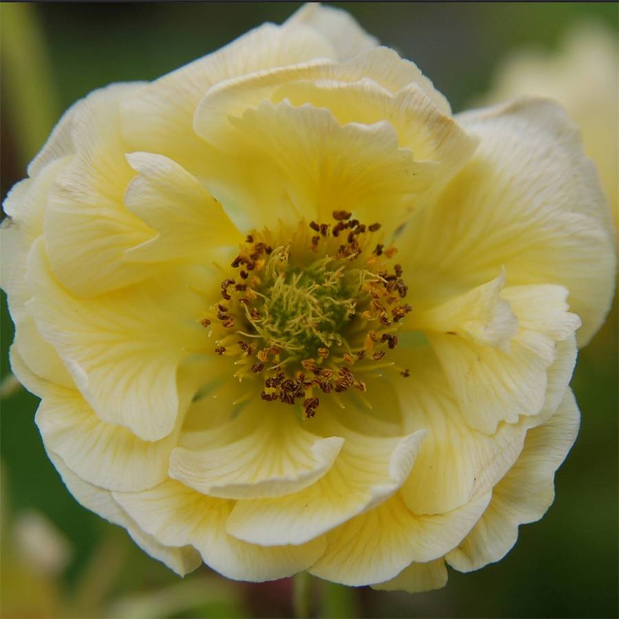 Geum Cocktail Gimlet - Benoîte jaune pâle Godet de 8/9 cm