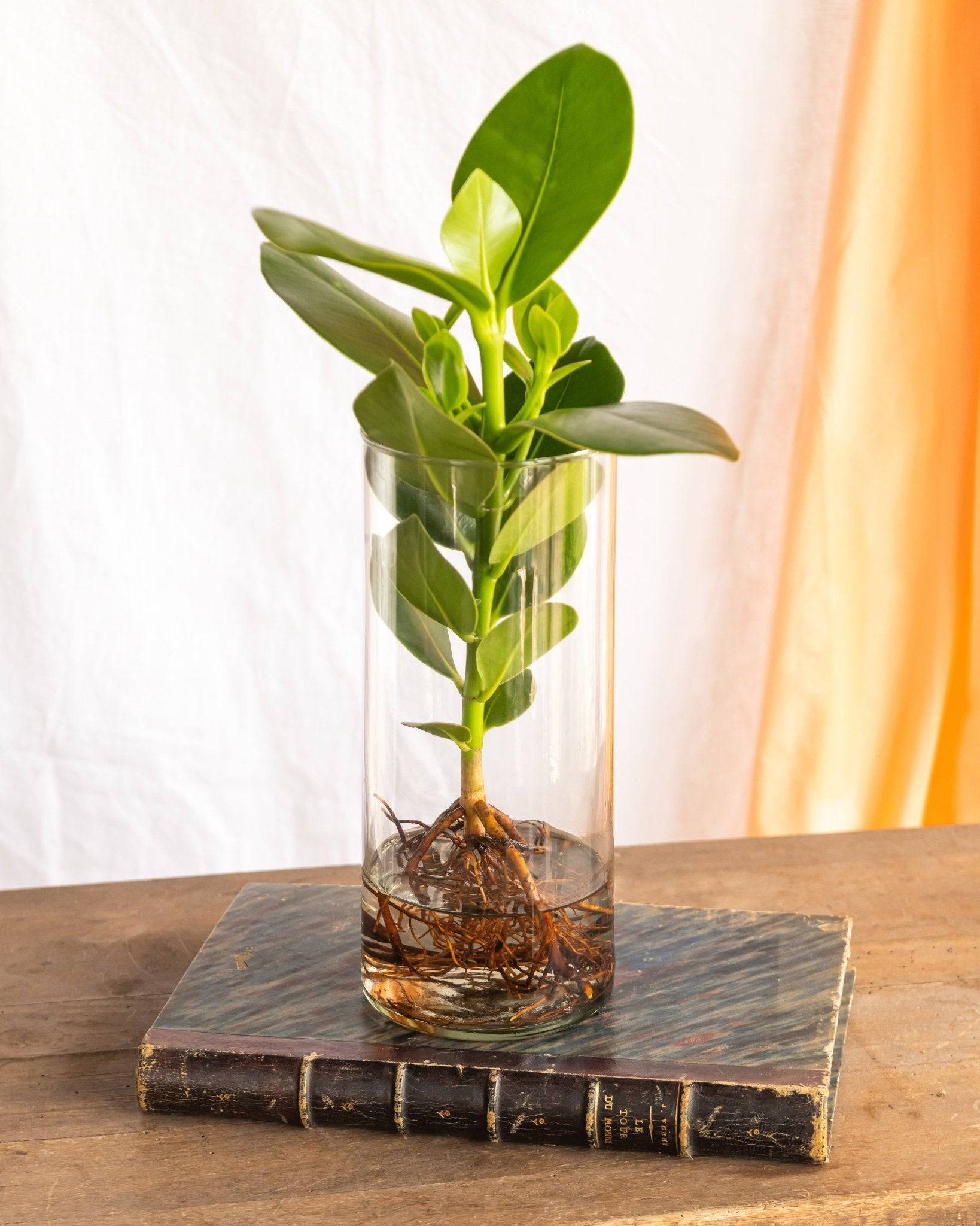 Clusia en Hydroculture et Son Vase - D12 H30cm - Image 1