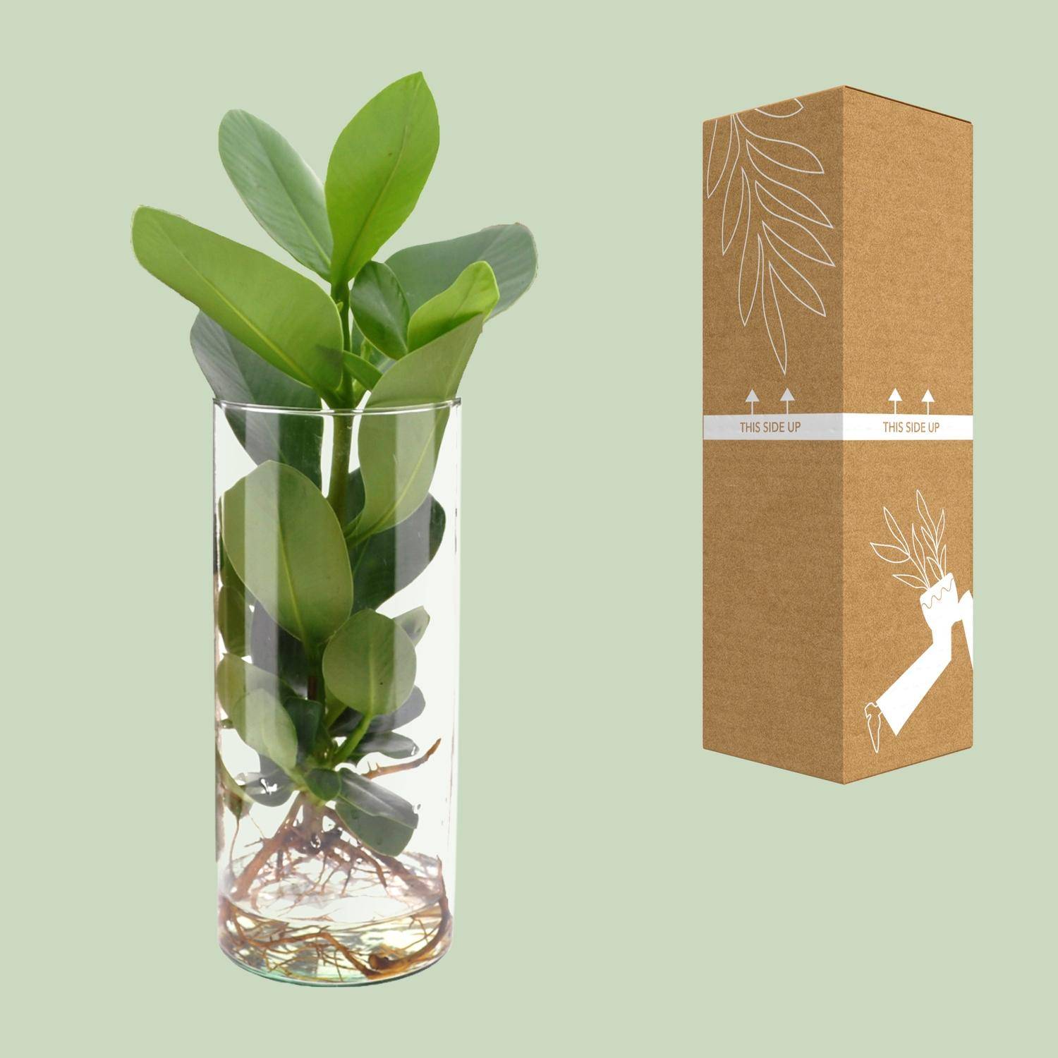 Clusia en Hydroculture et Son Vase - D12 H30cm - Image 3