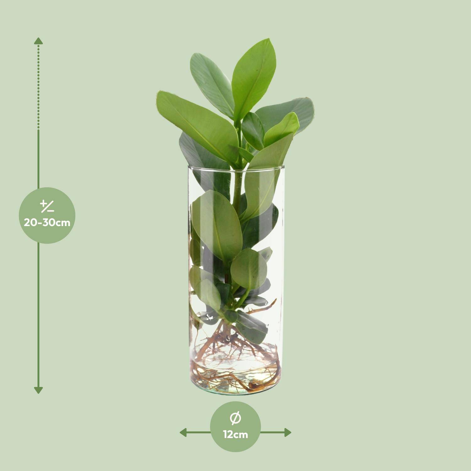 Clusia en Hydroculture et Son Vase - D12 H30cm - Image 2