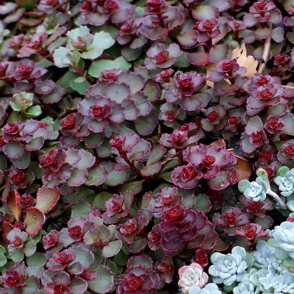 Sedum spurium Dragon Blood (schorbuser blüt) - Orpin Godet de 8/9 cm