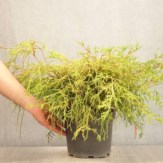 Cyprès Sawara - Chamaecyparis pisifera Sungold Pot de 3L/4L - Image 2