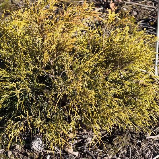 Cyprès Sawara - Chamaecyparis pisifera Sungold Pot de 3L/4L - Image 1