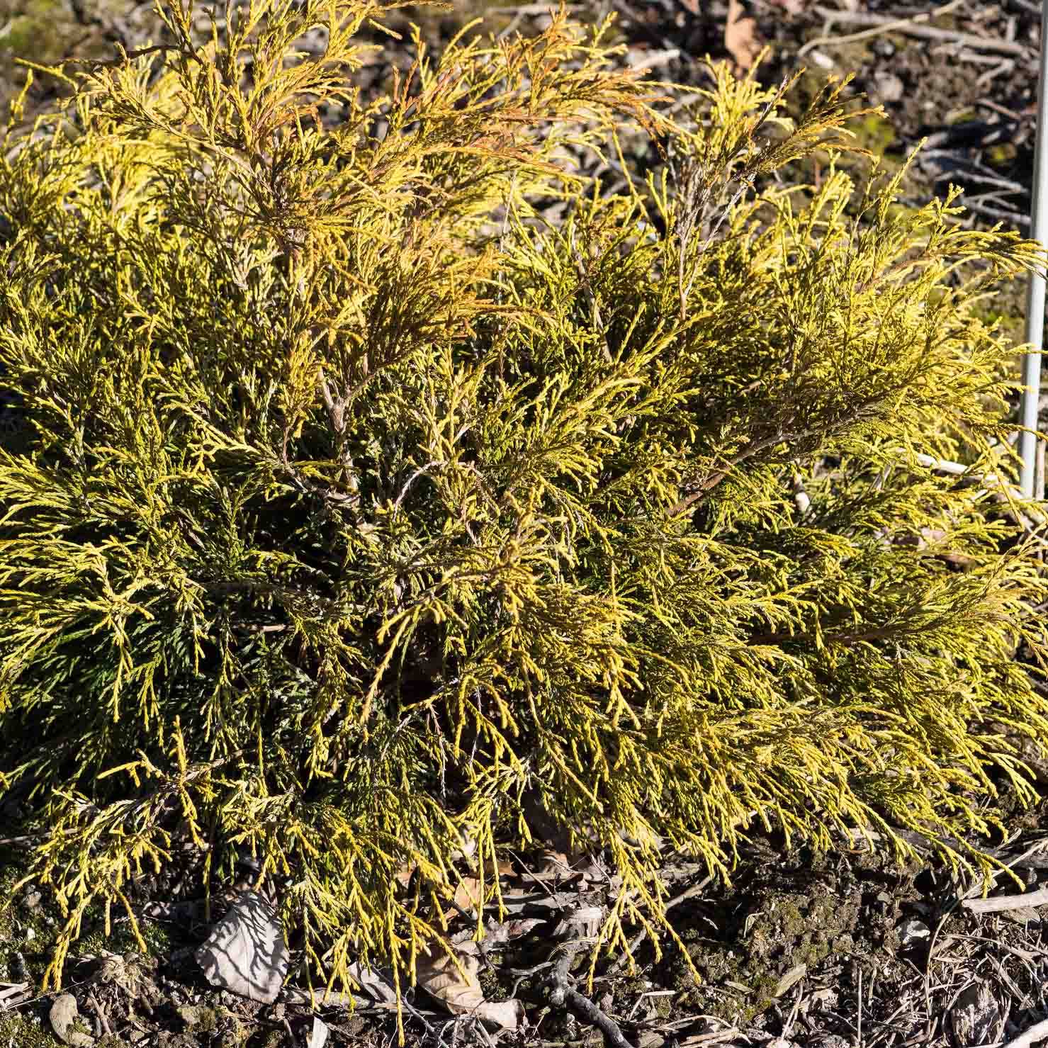 Cyprès Sawara - Chamaecyparis pisifera Sungold                   Pot de 3L/4L - Image 1