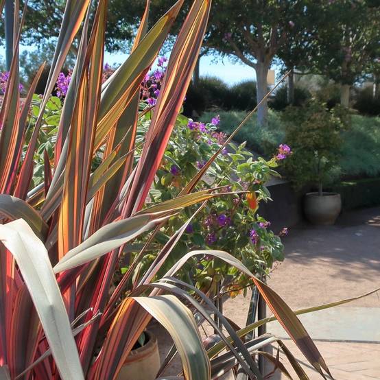 Lin de Nouvelle-Zélande Flamingo, Phormium - Pot de 4L - 20/40 cm - Image 4