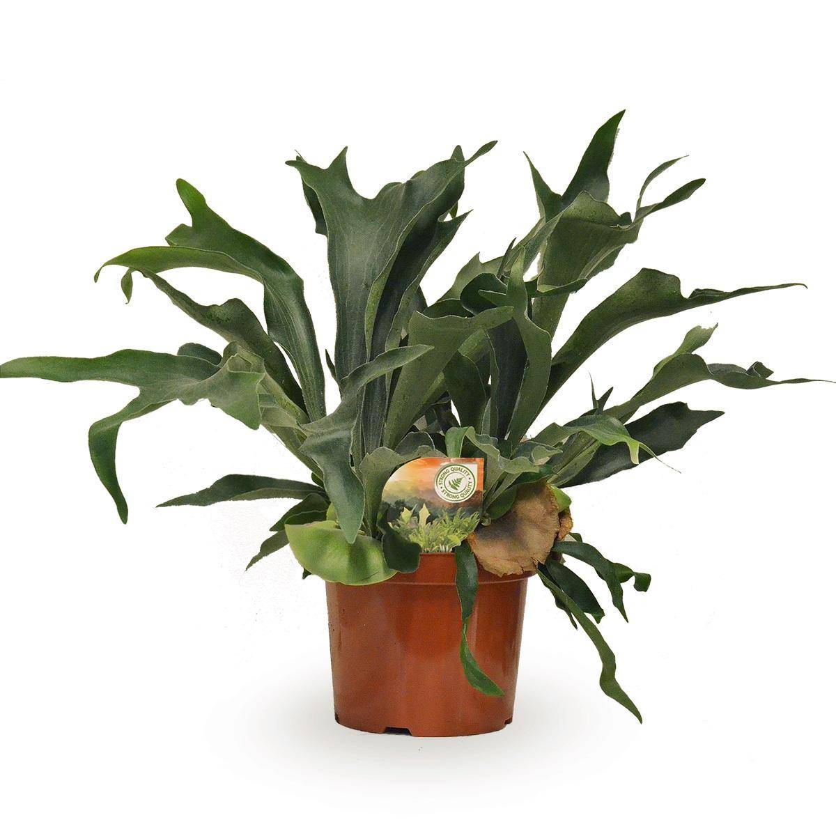La Green Touch - Platycerium Bifurcatum