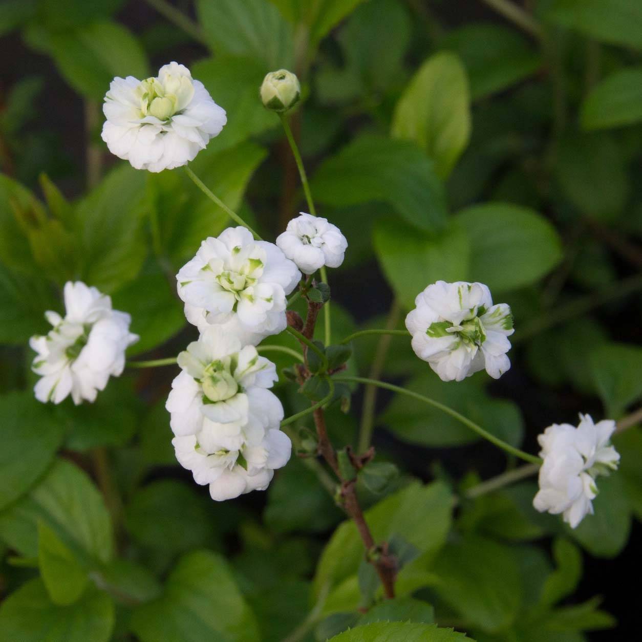 Spiraea prunifolia Plena - Spirée blanche Pot de 2L/3L - Imagen 1