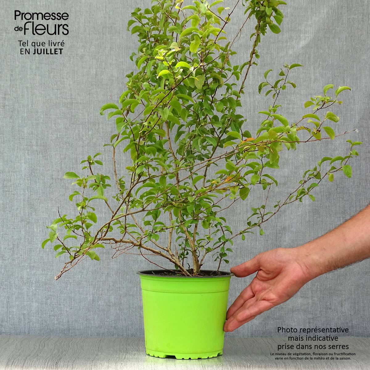 Spiraea prunifolia Plena - Spirée blanche Pot de 2L/3L - Imagen 2