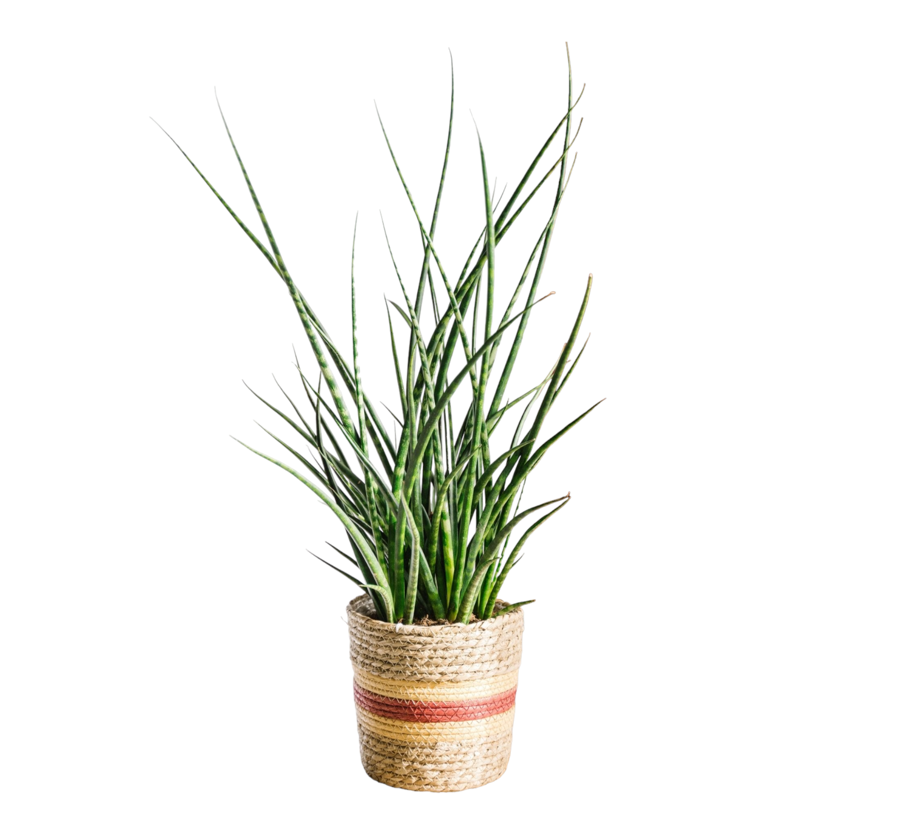 La Green Touch - Sansevieria Punk h70cm 65cm - Plante d'intérieur- La Green Touch - Imagen 1