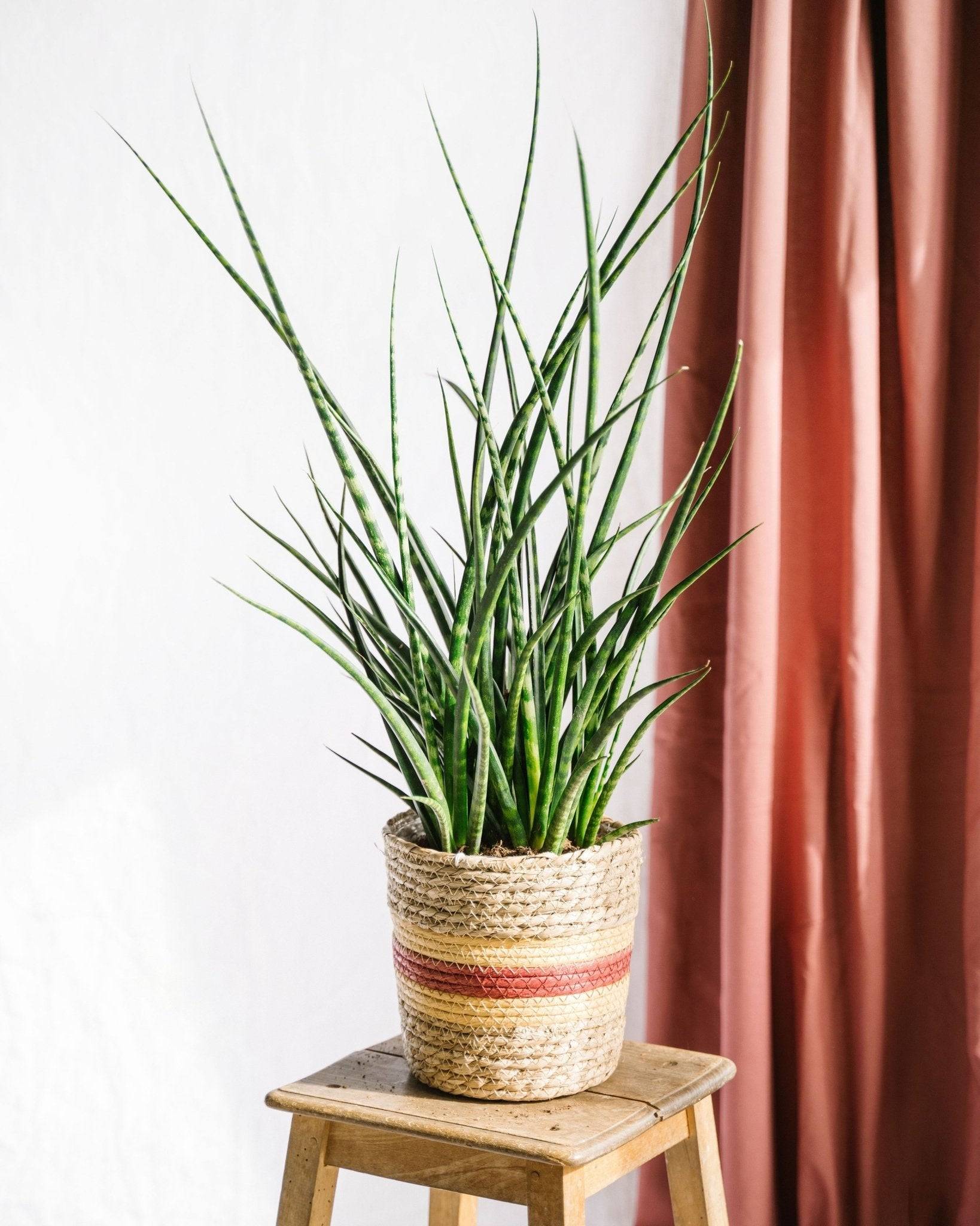 La Green Touch - Sansevieria Punk h70cm 65cm - Plante d'intérieur- La Green Touch - Imagen 2