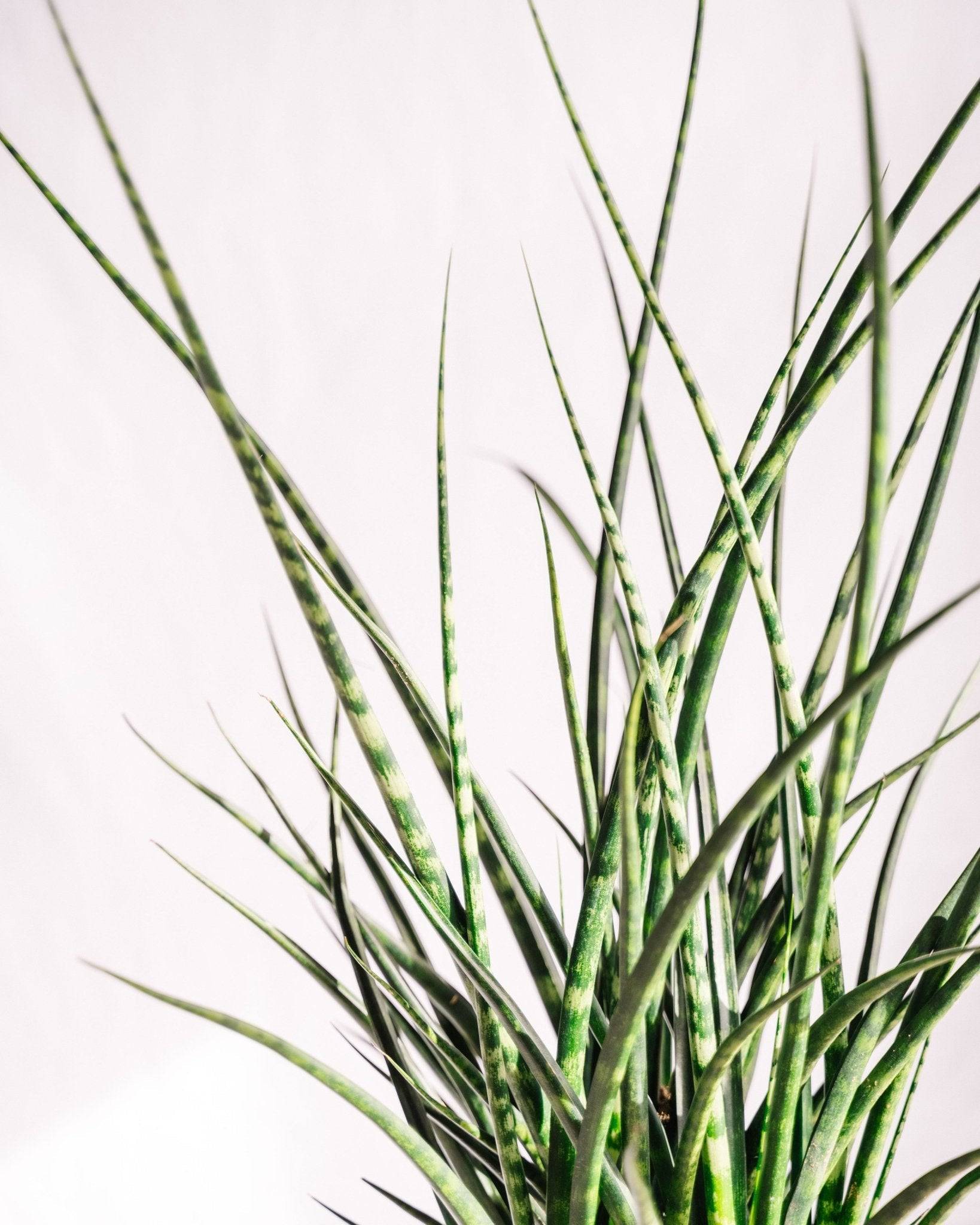 La Green Touch - Sansevieria Punk h70cm 65cm - Plante d'intérieur- La Green Touch - Imagen 3
