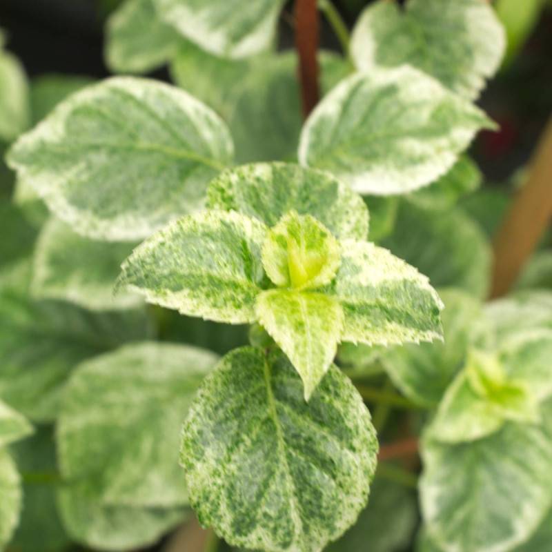 Hortensia grimpant Summer Snow® à fleurs Blanche - feuillage Caduc - Pot de 1,5L - Tuteur bambou 30/60 cm-  hauteur à maturité De 1,50 m à 2,00 m - Imagen 2